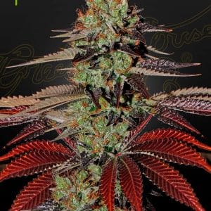 King’s Kush Auto by Green House Seeds – Auto-Flowering – Indoor-friendly – 50% Indica/50% Sativa – image 1 – Seed City