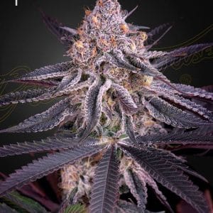 King's Juice from Green House Seeds