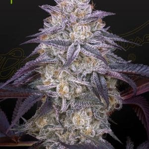 King's Juice Auto from Green House Seeds