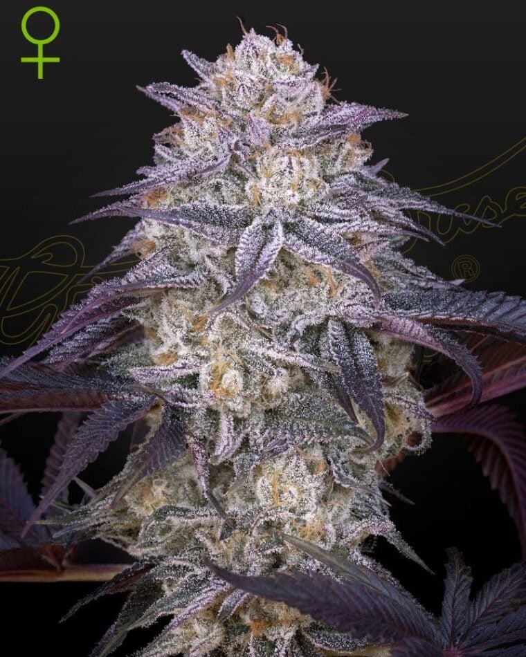 King's Juice Auto from Green House Seeds