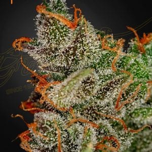 King's Kush cannabis seeds – Indica Dominant – 12/12 Photoperiod – Female seeds – image 1 from Seed City