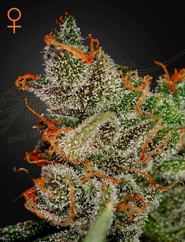 King's Kush cannabis seeds – Indica Dominant – 12/12 Photoperiod – Female seeds – image 1 from Seed City