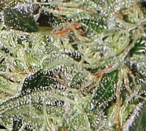 King’s Kush Auto cannabis seeds – Auto-Flowering – 50% Indica/50% Sativa – Female seeds – image 2 from Seed City