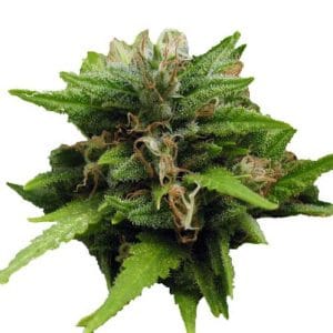 Image 1 of Kingston Confidential cannabis by MTG Seeds – Pineapple – Indoor – 12/12 Photoperiod – Seed City
