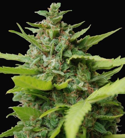 Image 1 of Kiss Dragon cannabis by Samsara Seeds – Female seeds – Beginning of October – Greenhouse – Seed City