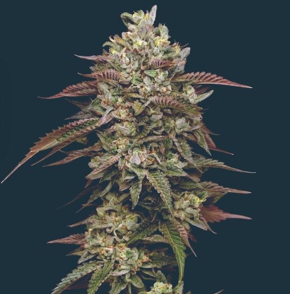 Kiwi x Cookie Dog Auto cannabis seeds – Sweet – Cerebral – Guaranteed female plants – image 1 from Seed City