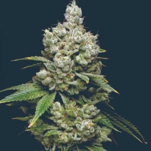 Kiwi x Papaya by Mavericks Genetics – Female seeds – Super Strength – Beginning of October – image 1 – Seed City