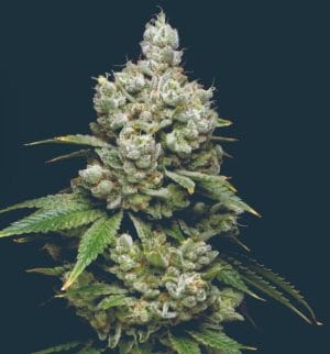 Kiwi x Papaya