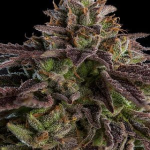 KmintZ by Ripper Seeds – Guaranteed female plants – Middle of October – Suited for indoor growing – image 1 – Seed City