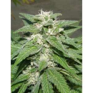 Kong 47 cannabis – image 1 – Seed City