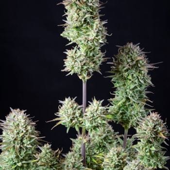 Kosher Cake Auto from FastBuds