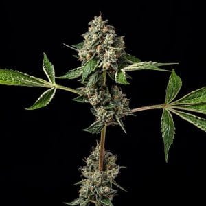 Kosher Afghan Kush