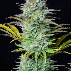 Kosher Cake Auto