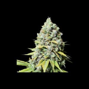 Kosher Haze