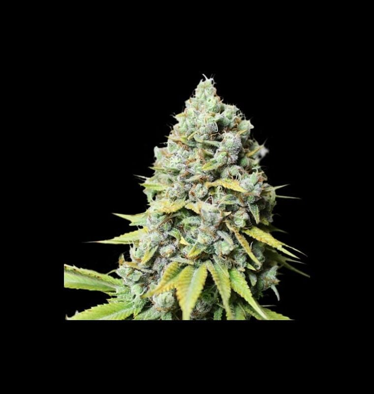 Kosher Haze cannabis seeds – Greenhouse – Mostly Indica – 12/12 Photoperiod – image 1 from Seed City