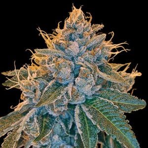 Kosher Kush cannabis seeds – Super Strength – Female seeds – Indoor – image 1 from Seed City