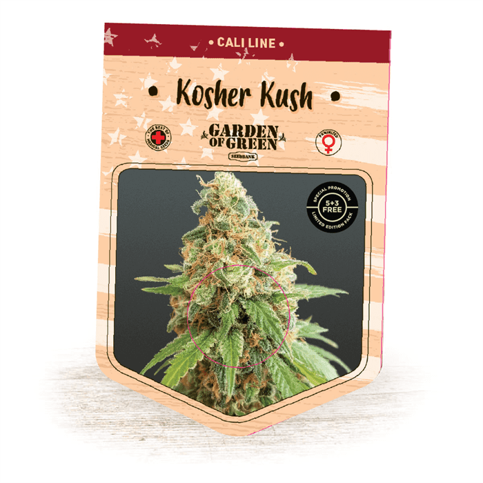Kosher Kush cannabis seeds – 12/12 Photoperiod – Super Strength – Middle of October – image 1 from Seed City