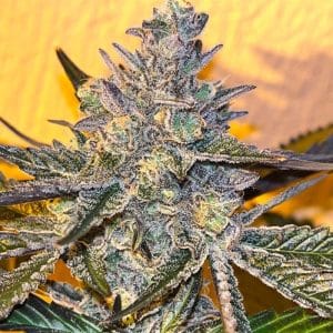 Kosher Popz
