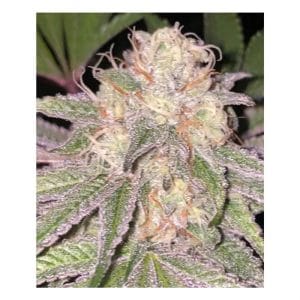 Kosher Soda cannabis seeds – 12/12 Photoperiod – Indica-heavy – Regular – image 1 from Seed City