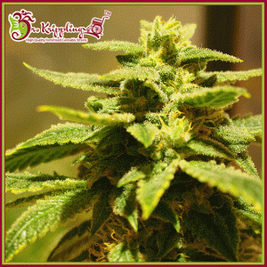 Krippling’s Gelato cannabis seeds – Skunky – Female seeds – Beginning of October – image 1 from Seed City