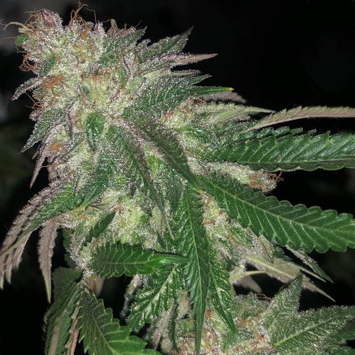 Kuntz by Pheno Finder Seeds – 12/12 Photoperiod – Outdoor cultivation – Guaranteed female plants – image 1 – Seed City