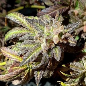 Kush Creams cannabis seeds – Outdoor – Regular – Relaxing – image 1 from Seed City