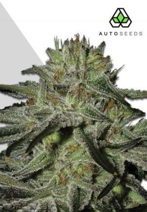 Kush Doctor