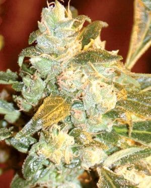 Kush Fromage