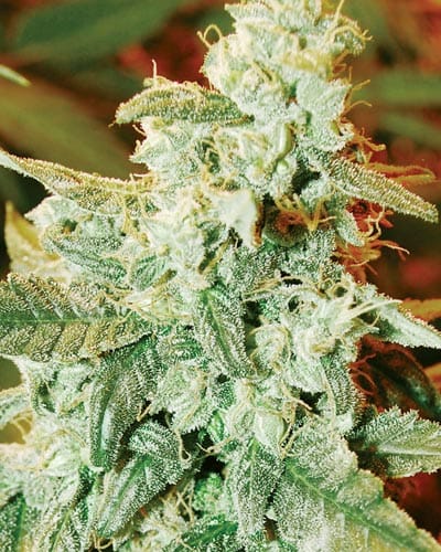 Kush Fromage Auto cannabis seeds – Auto-Flowering – Mostly Indica – Good for outdoor grow – image 1 from Seed City