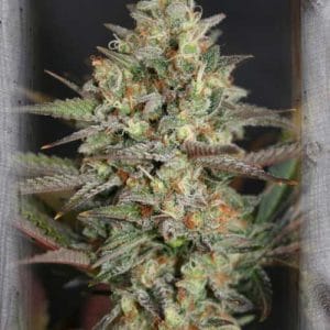 12/12 Photoperiod – The End of September – Sweet – Kush Mass strain – image 1 – from Garden of Green via Seed City