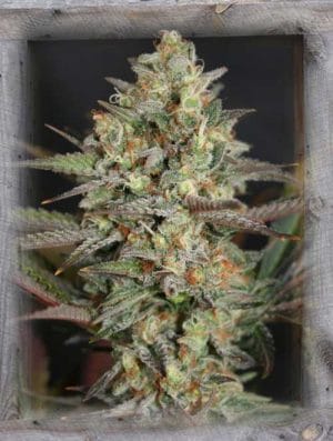Kush Mass