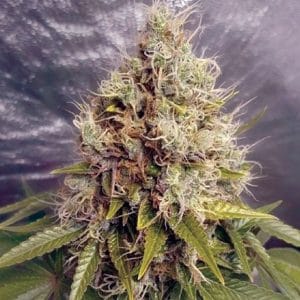 Kush Mass Auto