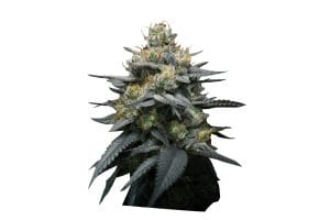 Kush Mint Auto