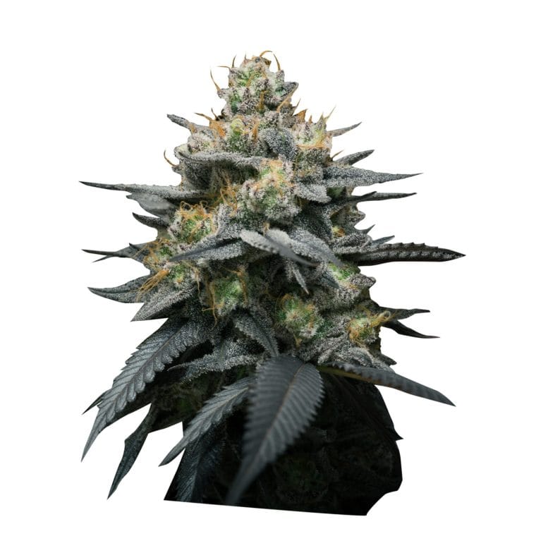 Kush Mint Auto by Super Strains – Spicy – High Yielding – Relaxing – image 1 – Seed City