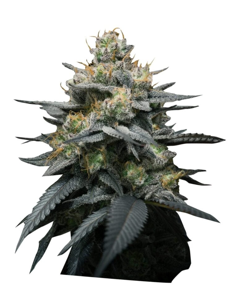Kush Mint Auto by Super Strains – Spicy – High Yielding – Relaxing – image 1 – Seed City