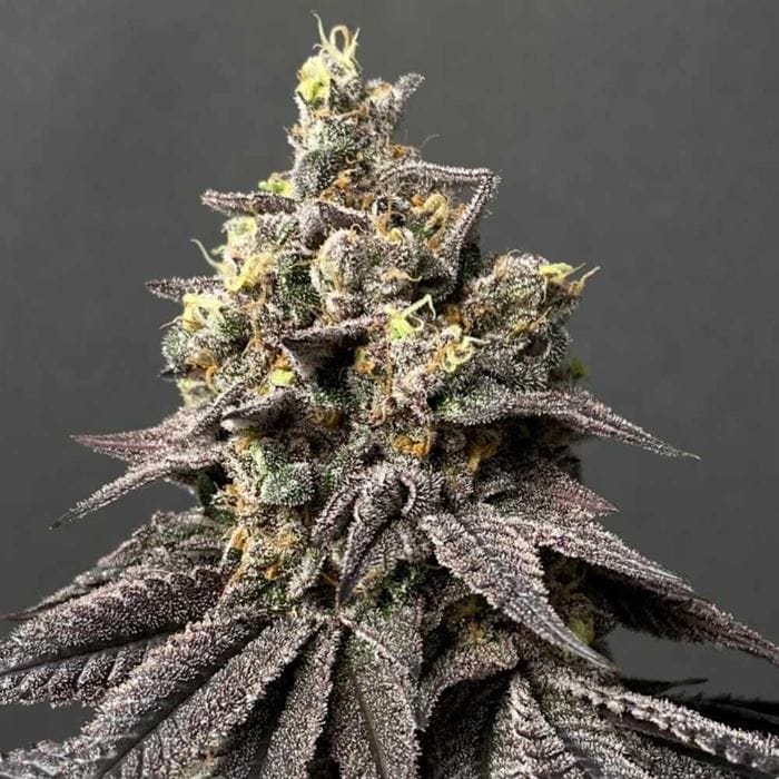 Fruity – 12/12 Photoperiod – Outdoor – Kush Mints x Peach Ozz strain – image 1 – from Perfect Tree Seeds via Seed City