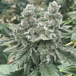 Kush Valley Cookies