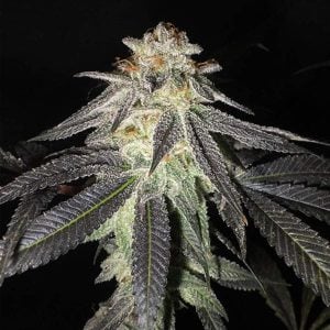 Kush Valley Gelato