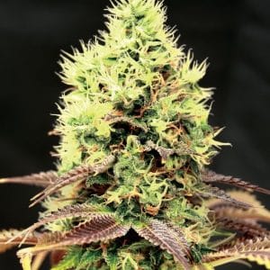 Kush ‘N’ Cookies CBD