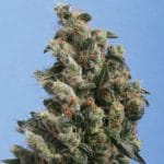 12/12 Photoperiod – Indoor – Feminized – Kushage strain – image 1 – from TH Seeds via Seed City