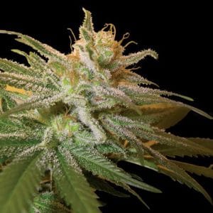 Image 1 of Kushberry cannabis by DNA Genetics Seeds – Guaranteed female plants – 12/12 Photoperiod – Lemon – Seed City