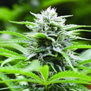 Kushhead 707