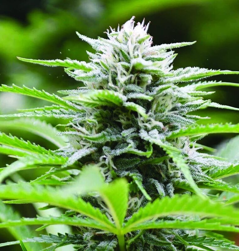 Indoor – Mostly Sativa – Earthy – Kushhead 707 strain – image 1 – from Emerald Triangle Seeds via Seed City