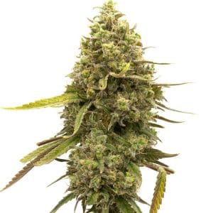 Kyle's Cherry AK by BlimBurn Seeds – Mostly Sativa – Tall (140cm plus) – The End of October – image 1 – Seed City