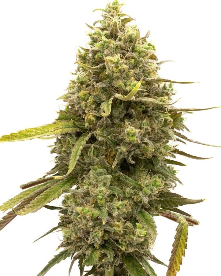 Kyle's Cherry AK by BlimBurn Seeds – Mostly Sativa – Tall (140cm plus) – The End of October – image 1 – Seed City
