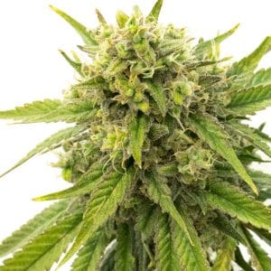 Kyle’s Skywalker OG