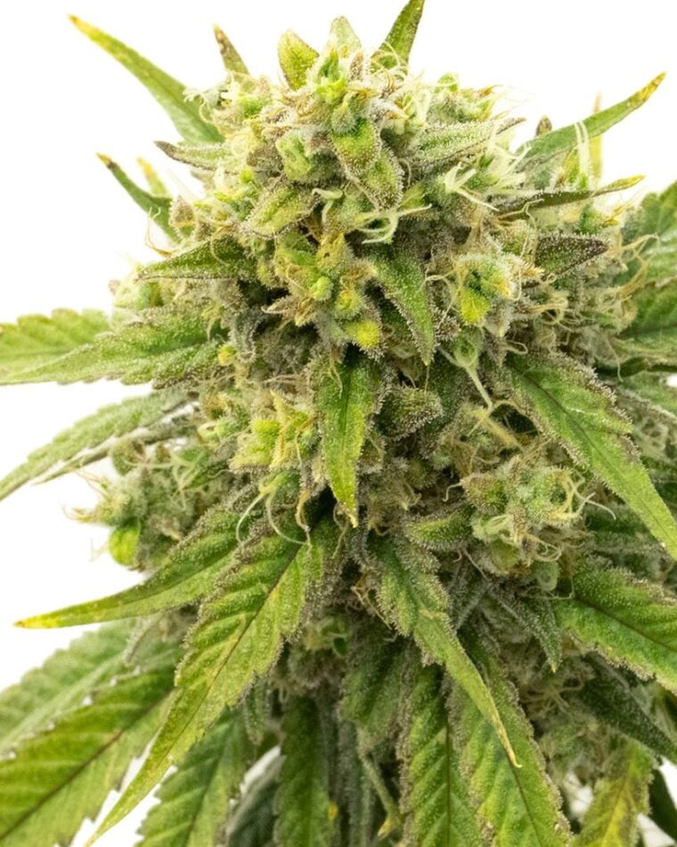 Kyle's Skywalker OG by BlimBurn Seeds – Indica-heavy – Tall (140cm plus) – Citrus – image 1 – Seed City