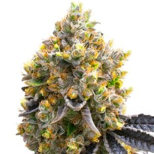 Sativa-leaning – 12/12 Photoperiod – Euphoric – Kyle's Sweet Island strain – image 1 – from BlimBurn Seeds via Seed City