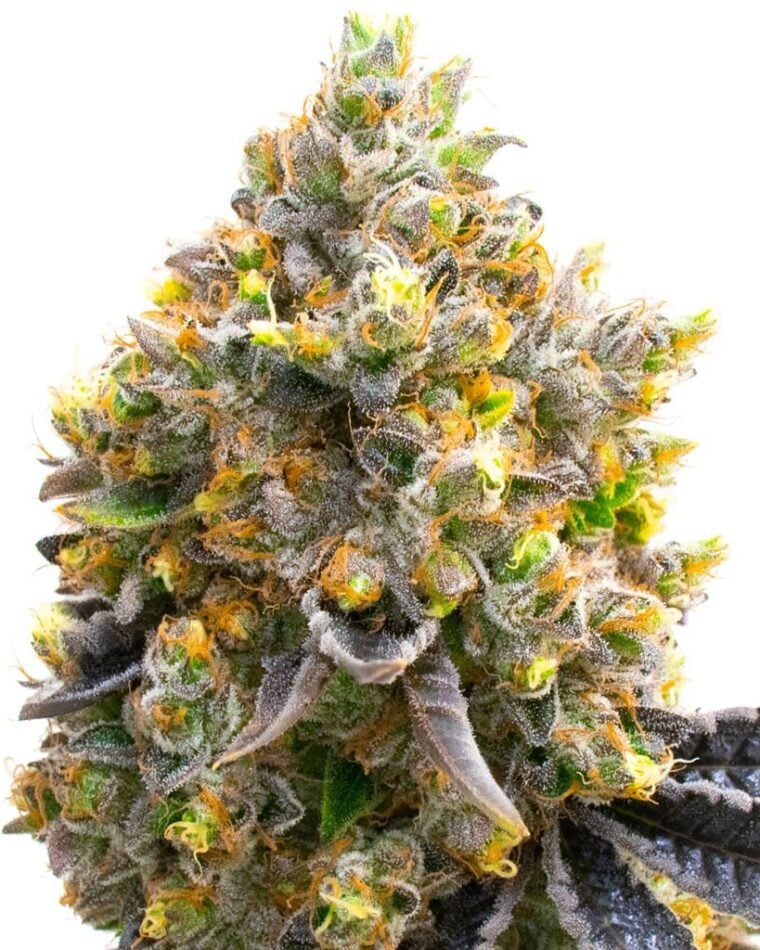 Sativa-leaning – 12/12 Photoperiod – Euphoric – Kyle's Sweet Island strain – image 1 – from BlimBurn Seeds via Seed City