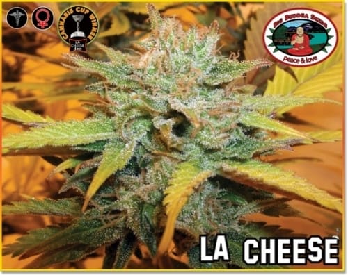 showing Indica Dominant – The End of October – Outdoor – image 2 – Seed City